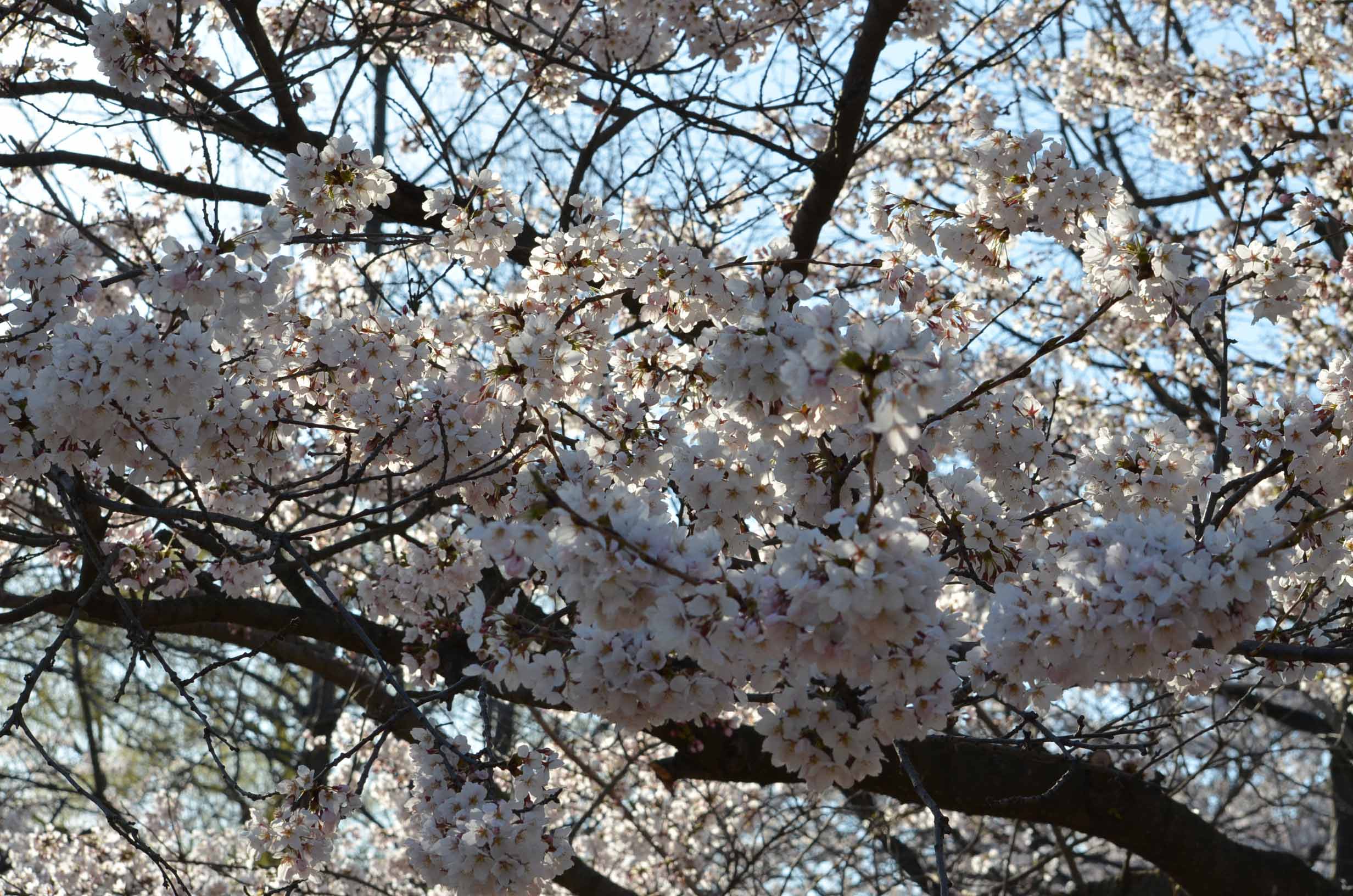 High Park Toronto Cherry Blossoms