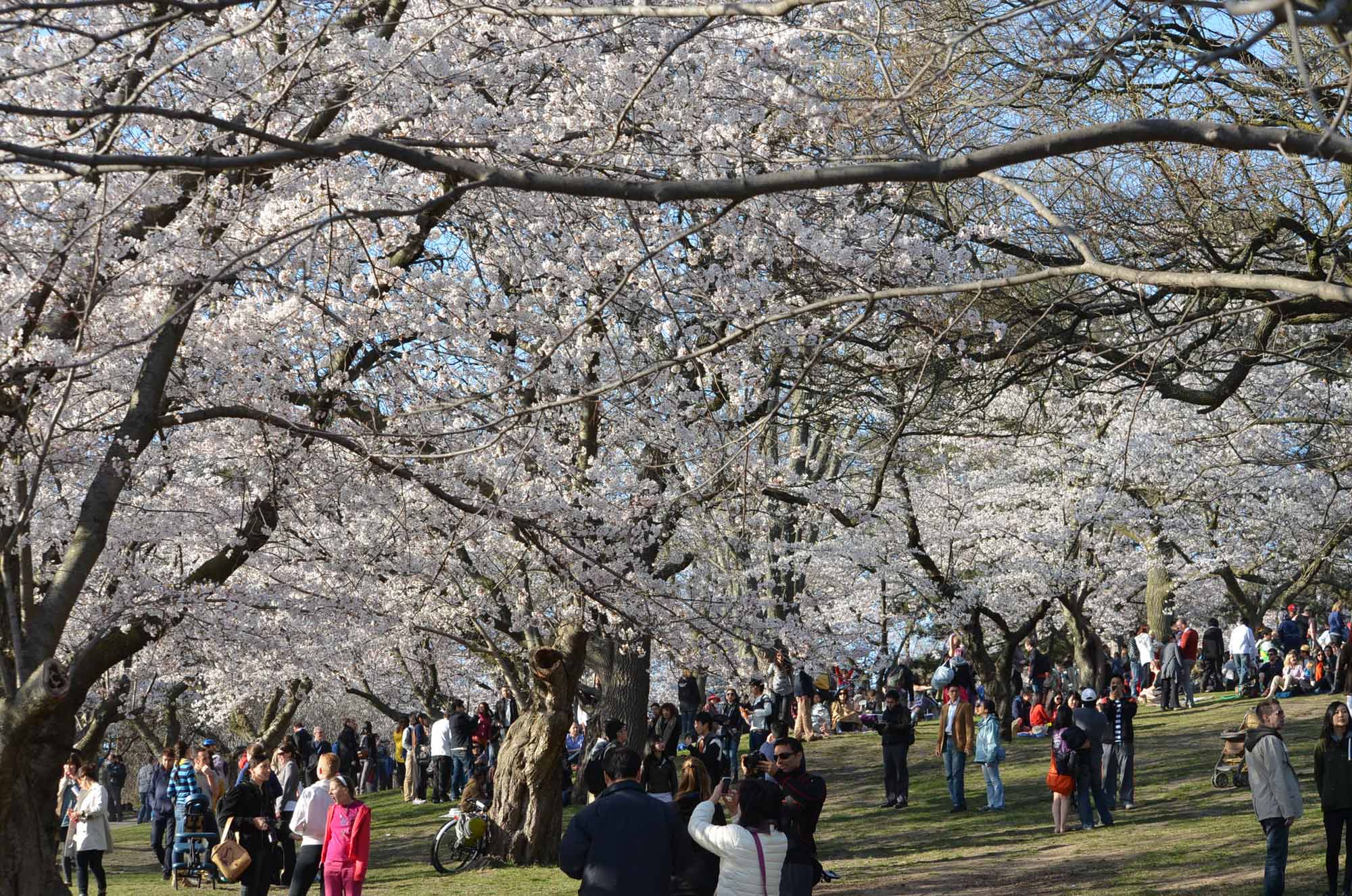 High Park Toronto Cherry Blossoms
