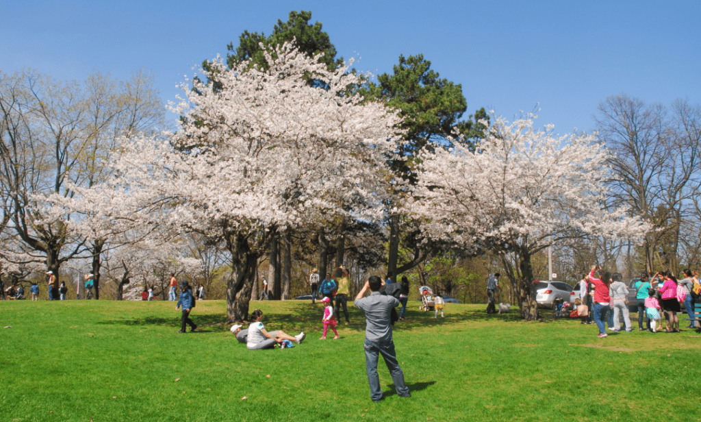 Cherry Blossoms in High Park