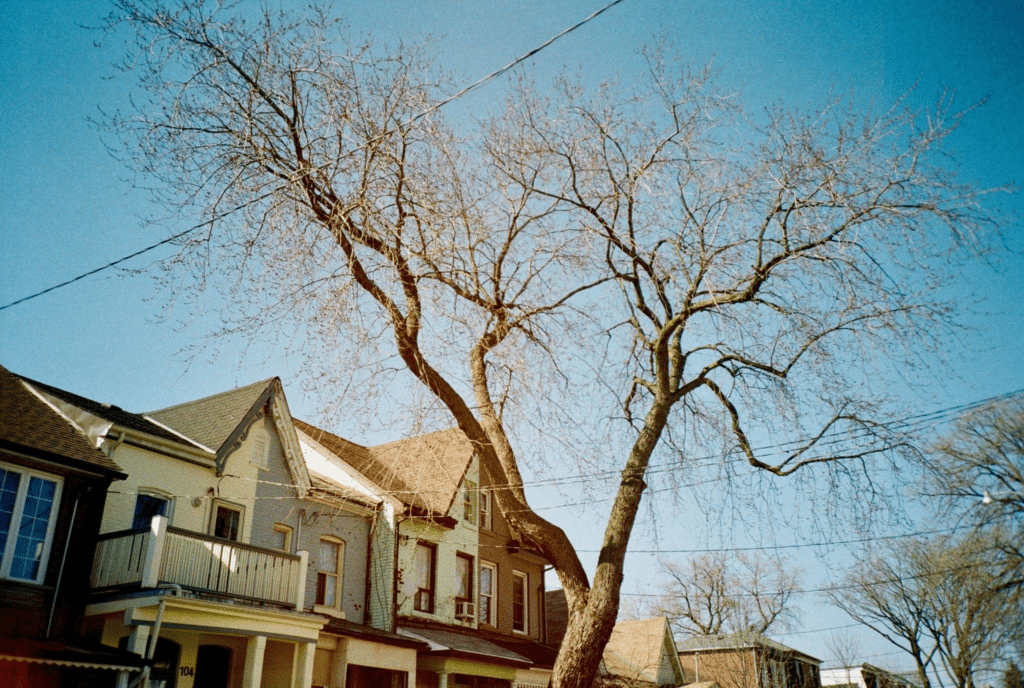 Homes in Baby Point